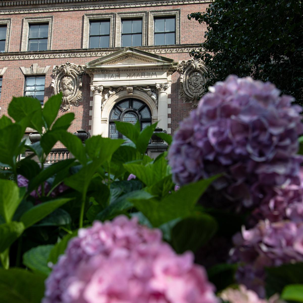 Hydrangeas bloom in front of Milbank Hall