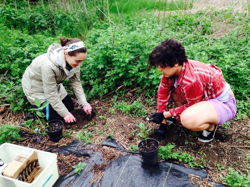2 young women kneeling in the dirt and planting butterfly weed