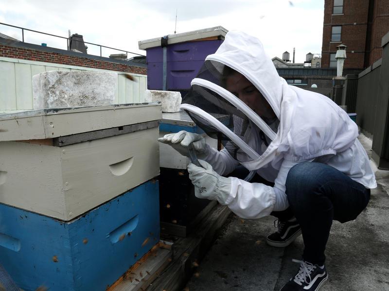Someone dressed in protective gear accesses a beehive